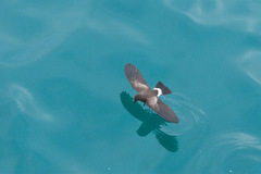 Oceanites gracilis
