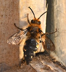 Melecta albifrons