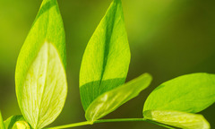 Lathyrus ochroleucus