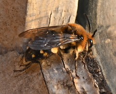 Melecta albifrons