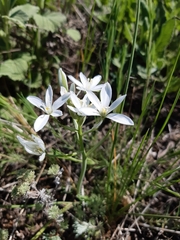 Ornithogalum orthophyllum