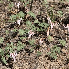 Dicentra uniflora