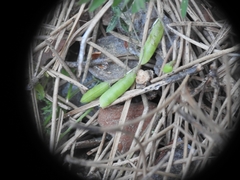 Vicia pubescens