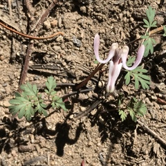 Dicentra uniflora