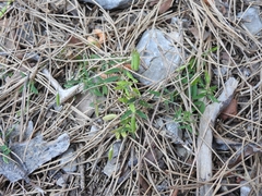 Vicia pubescens
