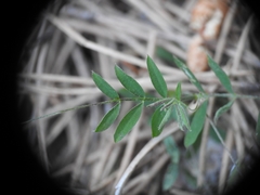 Vicia pubescens