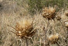 Cynara cornigera