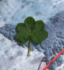 Alchemilla filicaulis vestita