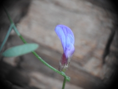 Vicia pubescens