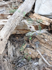 Vicia pubescens