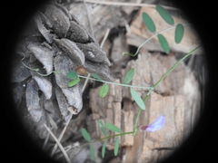 Vicia pubescens