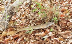 Gerrhosaurus nigrolineatus