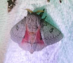 Syssphinx heiligbrodti