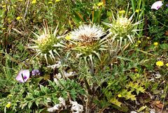 Cynara cornigera