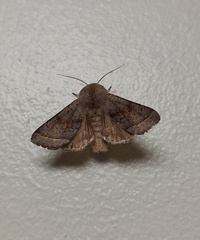 Orthosia opima