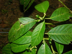 Image of Palicourea grandifructa