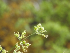 Silene gigantea