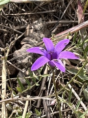 Campanula lusitanica