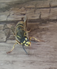 Vespula vulgaris