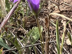 Campanula lusitanica