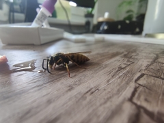 Vespula vulgaris