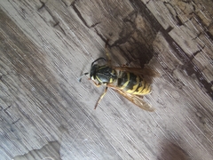 Vespula vulgaris