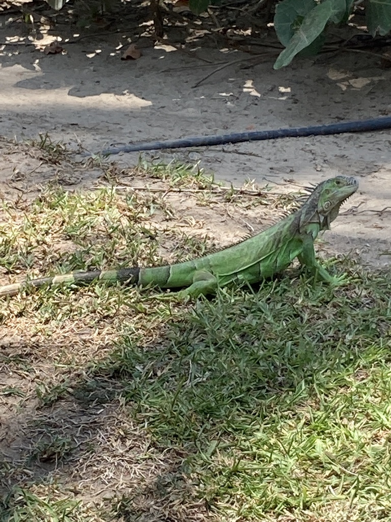 Green Iguana from Granjas del Márquez, Acapulco, GRO, MX on May 11 ...