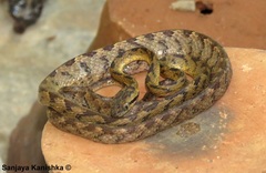 Boiga ceylonensis