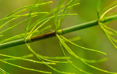 Equisetum fluviatile