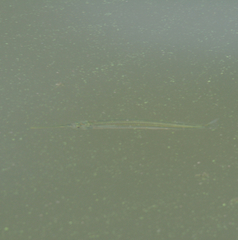 Hyporhamphus