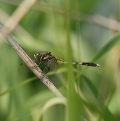 Orthetrum albistylum