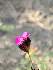 Dianthus pontederae