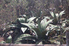 Agave salmiana crassispina