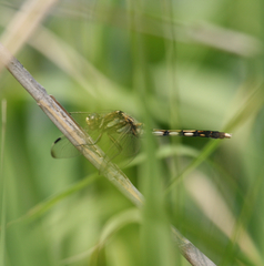 Orthetrum albistylum
