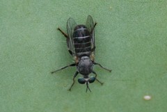 Atomosia melanopogon