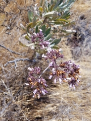 Eriodictyon traskiae traskiae