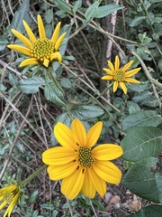 Bidens rubifolia