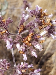 Eriodictyon traskiae traskiae