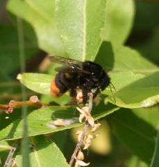 Bombus