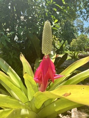 Aechmea mariae-reginae