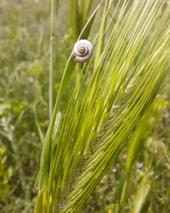 Xeropicta derbentina