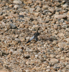 Orthetrum albistylum speciosum
