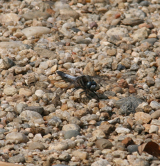 Orthetrum albistylum speciosum