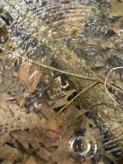 Lithobates palustris