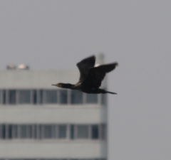 Phalacrocorax carbo