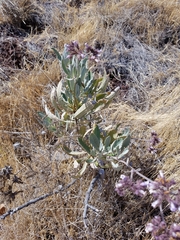 Eriodictyon traskiae traskiae