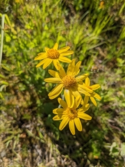 Arnica acaulis