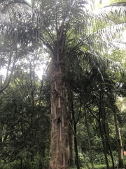 Parajubaea cocoides