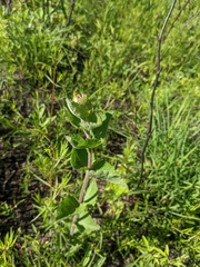 Eupatorium rotundifolium