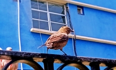 Molothrus bonariensis